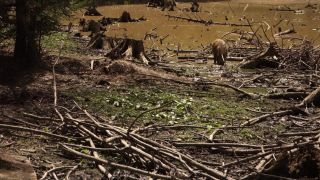 Link to Video | mammal, May, spring, wild animal, Full High Definition, Germany, 2013, color, forest, day, Sus scrofa, animal