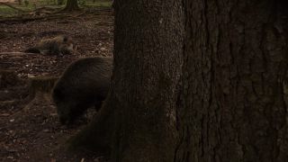 Link to Video | mammal, May, spring, wild animal, Full High Definition, Germany, 2013, color, forest, day, Sus scrofa, animal