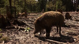 Link to Video | mammal, May, spring, wild animal, Full High Definition, Germany, 2013, color, forest, day, Sus scrofa, animal