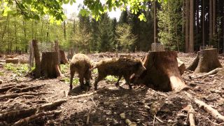Link to Video | mammal, May, spring, wild animal, Full High Definition, Germany, 2013, color, forest, day, Sus scrofa, animal