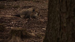 Link to Video | mammal, May, spring, wild animal, Full High Definition, Germany, 2013, color, forest, day, Sus scrofa, animal