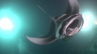 Link to Video | Indian Ocean, fish, sea, color, 4K resolution, wildlife, subaquaria, tropics, animal, wildlife observation, Maldives