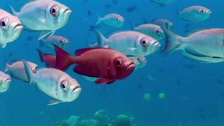 Link to Video | Indian Ocean, fish, sea, color, 4K resolution, wildlife, subaquaria, tropics, animal, wildlife observation, Maldives