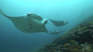 Link to Video | Indian Ocean, fish, sea, color, 4K resolution, wildlife, subaquaria, tropics, animal, wildlife observation, Maldives