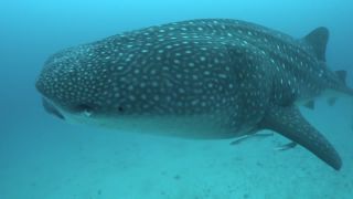 Link to Video | Indian Ocean, fish, sea, color, 4K resolution, wildlife, subaquaria, tropics, animal, wildlife observation, Maldives