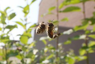 Link to Photo | Apis mellifera, photography, Munich, flight, Apis mellifera, Anisepyris williamsi, Gasteig, laubwerk, Bavaria