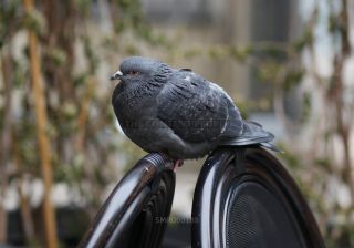 Link to Photo | photography, photograph, color photography, Munich, Germany, global city, digital color photograph, Bavaria