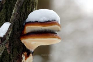 Link to Photo | photography, photograph, color photography, Munich, Germany, global city, digital color photograph, Bavaria
