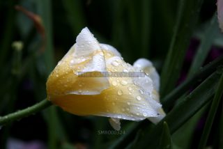 Link to Photo | photography, color photography, digital color photograph, color photograph