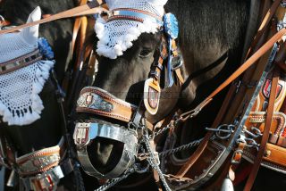 Link to Photo | photography, color photography, digital color photograph, color photograph