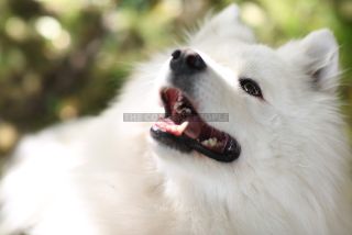Link to Photo | photography, dog, Shana, Rassehund, white, Samoyed, dog breed, model, dog