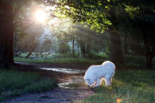 Link to Photo | photography, dog, Shana, Rassehund, white, Samoyed, dog breed, model, dog