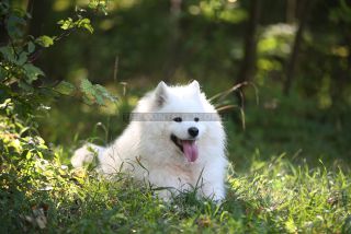 Link to Photo | photography, dog, Shana, Rassehund, white, Samoyed, dog breed, model, dog