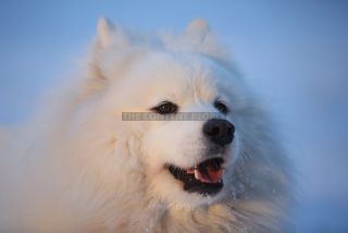 Link to Photo | photography, dog, Shana, Rassehund, white, Samoyed, dog breed, model, dog