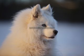 Link to Photo | photography, dog, Shana, Rassehund, white, Samoyed, dog breed, model, dog