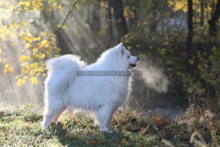 Link to Photo | photography, dog, Shana, Rassehund, white, Samoyed, dog breed, model, dog