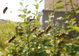 Link to Photo | Apis mellifera, photography, Munich, flight, Apis mellifera, Anisepyris williamsi, Gasteig, laubwerk