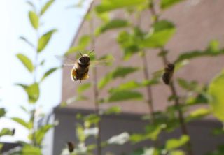Link to Photo | Apis mellifera, photography, Munich, flight, Apis mellifera, Anisepyris williamsi, Gasteig, laubwerk