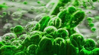 Link to Video | liquid, background, drop, vaccination, shuffling, water, multicolored, green, mixing, poison, derivative work, lava lamp, oil, Brause