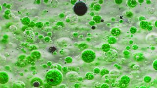 Link to Video | liquid, background, drop, vaccination, shuffling, water, multicolored, green, mixing, poison, derivative work, lava lamp, oil, Brause