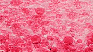 Link to Video | liquid, background, drop, vaccination, shuffling, water, multicolored, red, mixing, poison, derivative work, lava lamp, oil, Brause