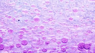 Link to Video | liquid, background, drop, vaccination, shuffling, purple, water, multicolored, violet blue, mixing, poison, violet, derivative work, lava lamp, oil, Brause