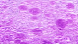 Link to Video | liquid, background, drop, vaccination, shuffling, purple, water, multicolored, violet blue, mixing, poison, violet, derivative work, lava lamp, oil, Brause