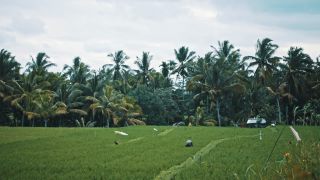 Link to Video | pandemic, sustainable tourism, sightseeing, paid leave, Indonesia, liberty, Bali Island, Asia, COVID-19, Thailand
