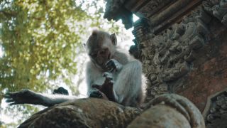 Link to Video | pandemic, sustainable tourism, sightseeing, paid leave, Indonesia, liberty, Bali Island, Asia, COVID-19, Thailand