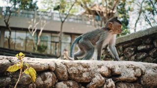 Link to Video | pandemic, sustainable tourism, sightseeing, paid leave, Indonesia, liberty, Bali Island, Asia, COVID-19, Thailand
