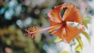 Link to Video | pandemic, sustainable tourism, sightseeing, paid leave, Indonesia, liberty, Bali Island, Asia, COVID-19, Thailand