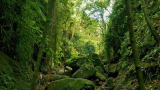 Link to Video | pandemic, sustainable tourism, sightseeing, paid leave, Indonesia, liberty, Bali Island, Asia, COVID-19, Thailand