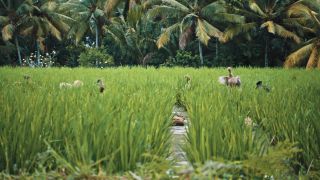 Link to Video | pandemic, sustainable tourism, sightseeing, paid leave, Indonesia, liberty, Bali Island, Asia, COVID-19, Thailand