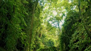 Link to Video | pandemic, sustainable tourism, sightseeing, paid leave, Indonesia, liberty, Bali Island, Asia, COVID-19, Thailand