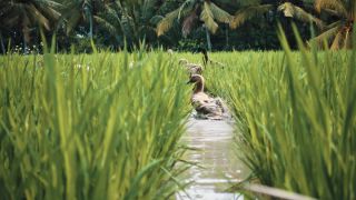 Link to Video | pandemic, sustainable tourism, sightseeing, paid leave, Indonesia, liberty, Bali Island, Asia, COVID-19, Thailand