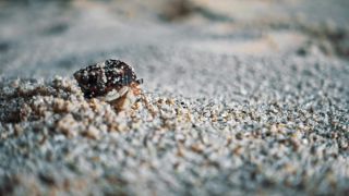 Link to Video | pandemic, sustainable tourism, sightseeing, paid leave, Indonesia, liberty, Bali Island, Asia, COVID-19, Thailand