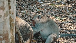 Link to Video | pandemic, sustainable tourism, sightseeing, paid leave, Indonesia, liberty, Bali Island, Asia, COVID-19, Thailand