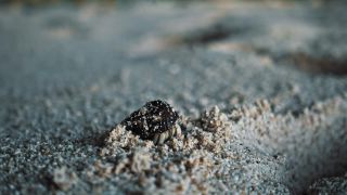 Link to Video | pandemic, sustainable tourism, sightseeing, paid leave, Indonesia, liberty, Bali Island, Asia, COVID-19, Thailand