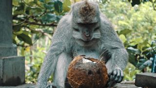 Link to Video | pandemic, sustainable tourism, sightseeing, paid leave, Indonesia, liberty, Bali Island, Asia, COVID-19, Thailand