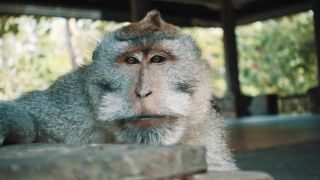 Link to Video | pandemic, sustainable tourism, sightseeing, paid leave, Indonesia, liberty, Bali Island, Asia, COVID-19, Thailand