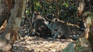 Link to Video | pandemic, sustainable tourism, sightseeing, paid leave, Indonesia, liberty, Bali Island, Asia, COVID-19, Thailand