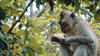 Link to Video | pandemic, sustainable tourism, sightseeing, paid leave, Indonesia, liberty, Bali Island, Asia, COVID-19, Thailand