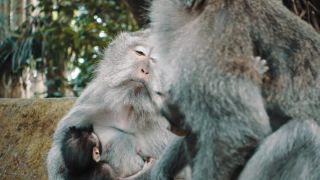 Link to Video | pandemic, sustainable tourism, sightseeing, paid leave, Indonesia, liberty, Bali Island, Asia, COVID-19, Thailand