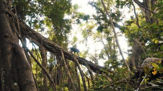 Link to Video | pandemic, sustainable tourism, sightseeing, paid leave, Indonesia, liberty, Bali Island, Asia, COVID-19, Thailand