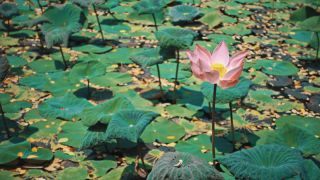 Link to Video | pandemic, sustainable tourism, sightseeing, paid leave, Indonesia, liberty, Bali Island, Asia, COVID-19, Thailand