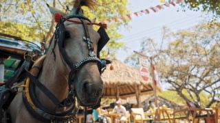 Link to Video | pandemic, sustainable tourism, sightseeing, paid leave, Indonesia, liberty, Bali Island, Asia, COVID-19, Thailand