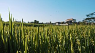 Link to Video | pandemic, sustainable tourism, sightseeing, paid leave, Indonesia, liberty, Bali Island, Asia, COVID-19, Thailand