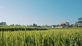 Link to Video | pandemic, sustainable tourism, sightseeing, paid leave, Indonesia, liberty, Bali Island, Asia, COVID-19, Thailand