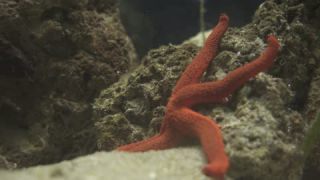 Link to Video
