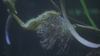 Link to Video